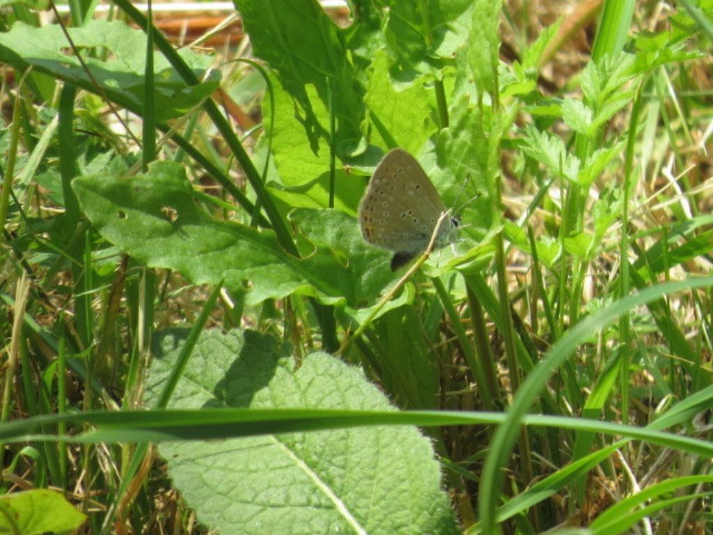 Lycaena eurydame